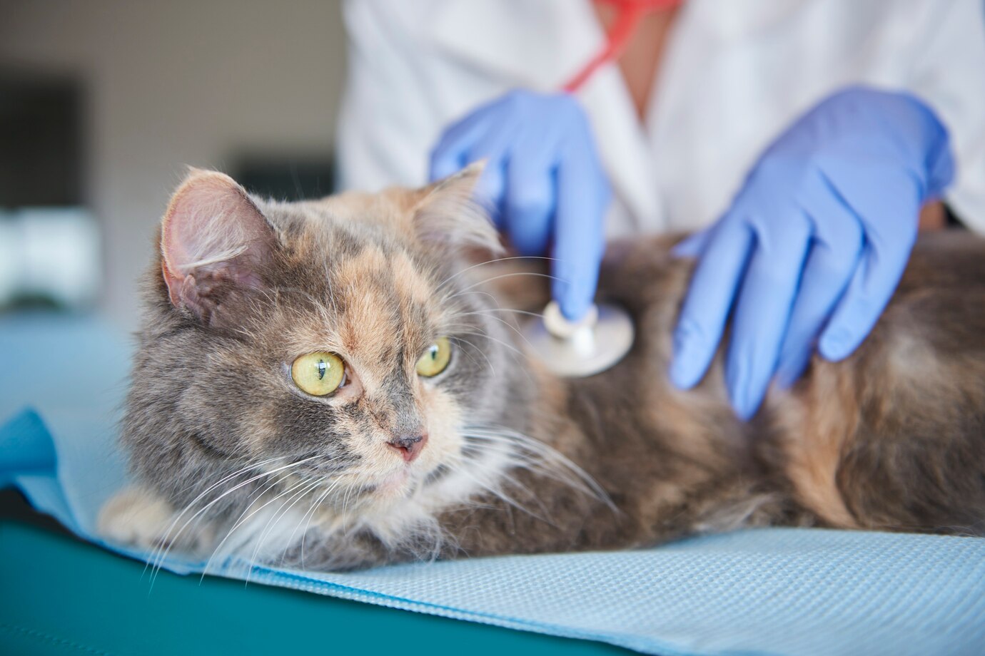 Cat at Veterinarian