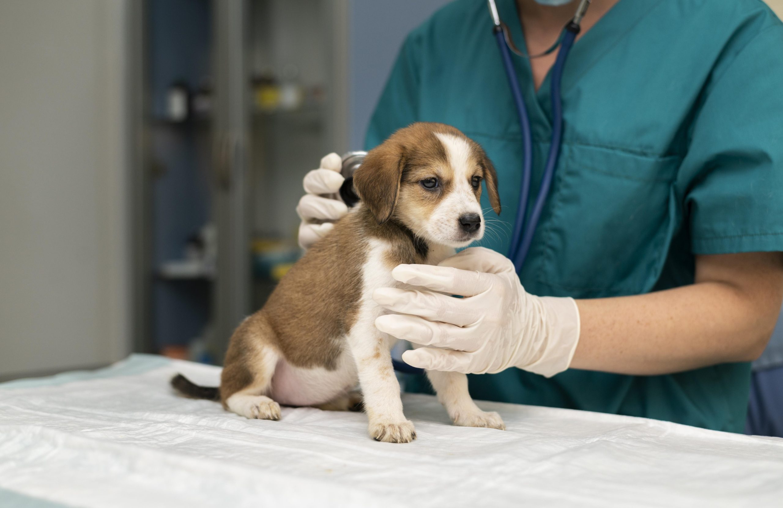 Puppy at Veterinarian