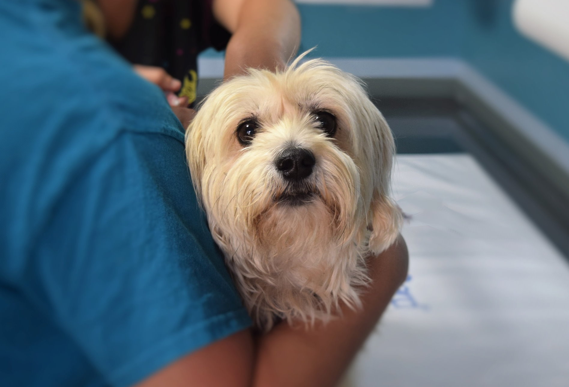 Dog at Veterinarian